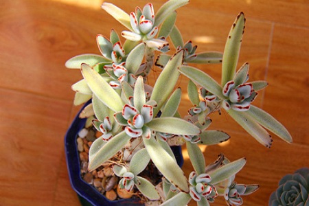 月兔耳的养殖方法和注意些什么大全