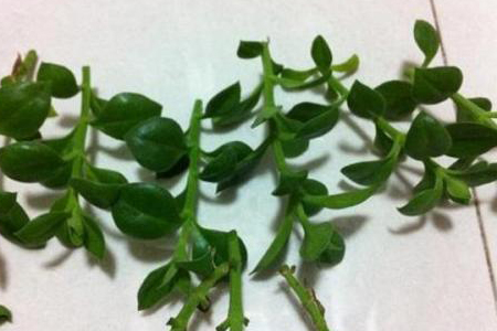 春天怎么样修剪牡丹吊兰