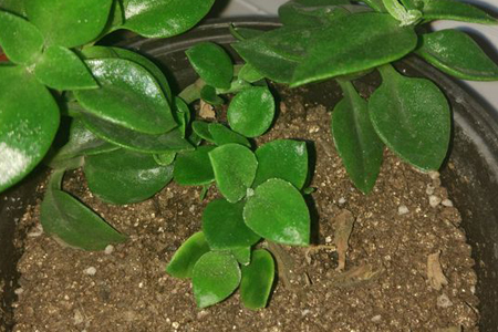 春天怎么样修剪牡丹吊兰