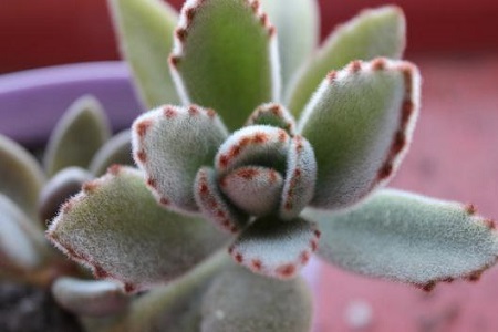 月兔耳的养殖方法和注意些什么大全