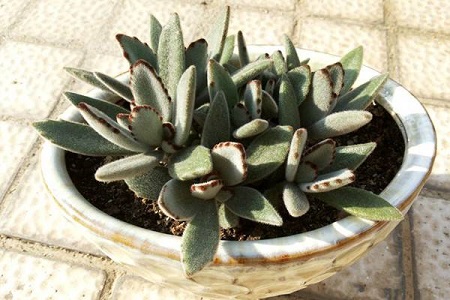 月兔耳的养殖方法和注意些什么大全