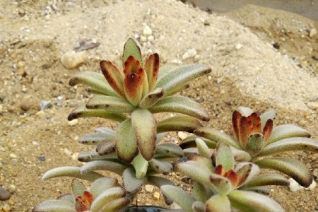 月兔耳的养殖方法和注意些什么大全