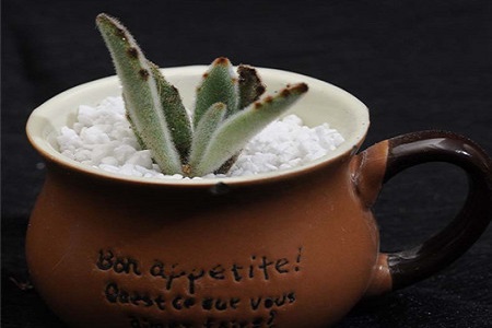 月兔耳的养殖方法和注意些什么大全