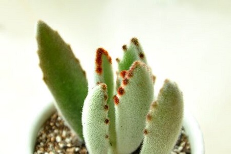 月兔耳的养殖方法和注意些什么大全