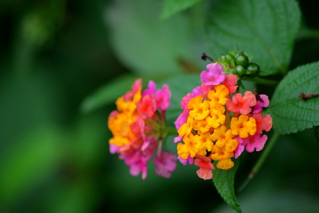 五色梅的养殖方法