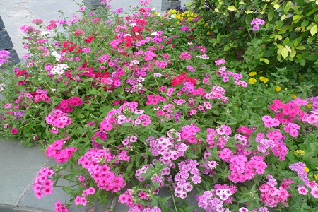 五色梅的养殖方法