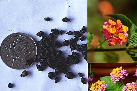 五色梅的养殖方法