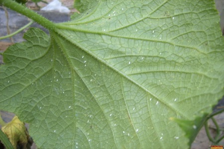 五色梅的养殖方法