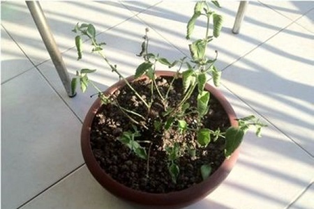 五色梅的养殖方法