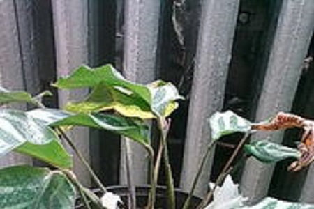 孔雀竹芋的养殖方法和注意些什么大全