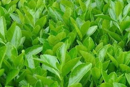 四季青在春天落叶吗（附春天的养护方法）