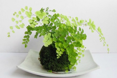 铁线蕨的养殖方法