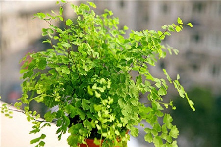 铁线蕨的养殖方法