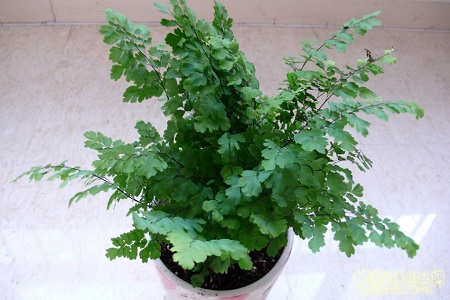 铁线蕨的养殖方法