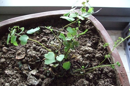 铁线蕨的养殖方法