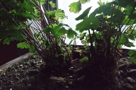 铁线蕨的养殖方法