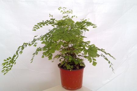 铁线蕨的养殖方法