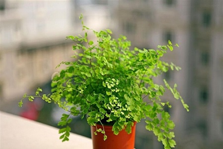 铁线蕨的养殖方法