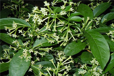 夜来香的养殖方法和注意些什么大全