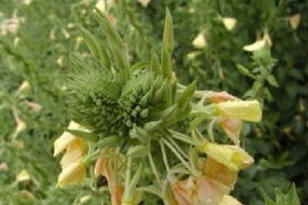 夜来香的养殖方法和注意些什么大全