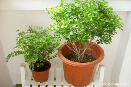 夜来香的养殖方法和注意些什么大全