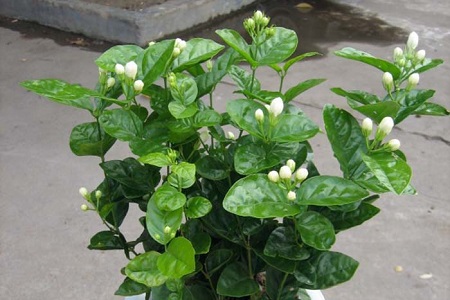 夜来香的养殖方法和注意些什么大全