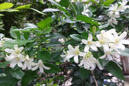 夜来香的养殖方法和注意些什么大全