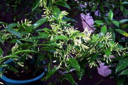 夜来香的养殖方法和注意些什么大全