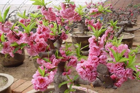 桃花的养殖方法