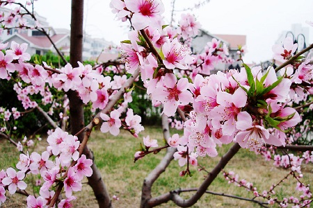 桃花的养殖方法