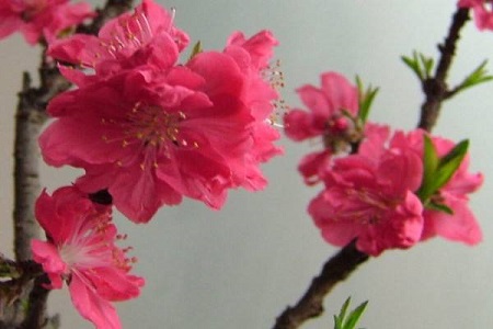 桃花的养殖方法