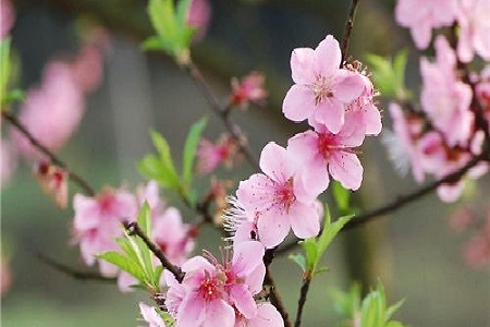 桃花的养殖方法