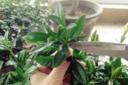 栀子花春天怎么剪枝