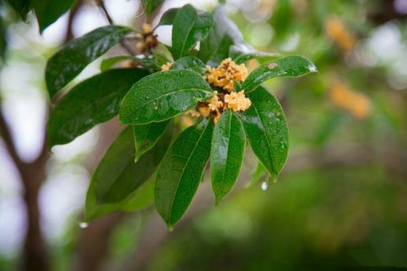 桂花春天怎么浇水