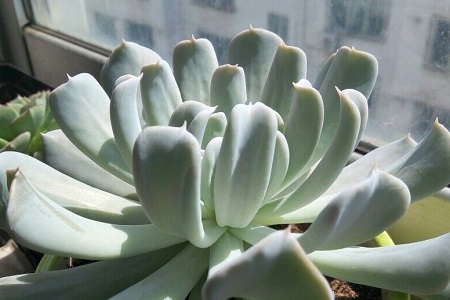 多肉植物养护方法技巧