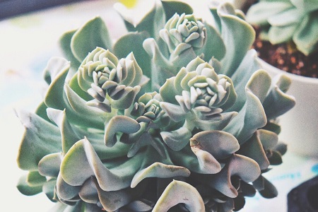 多肉植物养护方法技巧