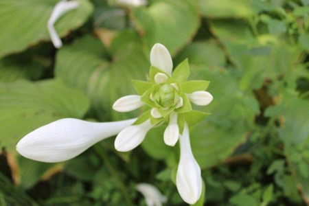 玉簪花春天发芽吗（附春季养护方法）