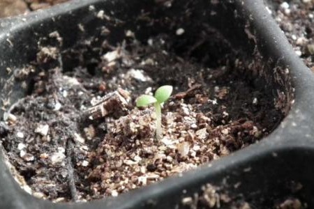花毛茛春天怎么种