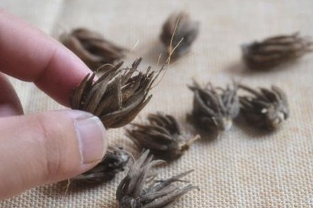 花毛茛春天怎么种