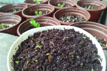 花毛茛春天怎么种