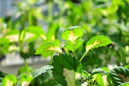 彩叶草的养殖方法