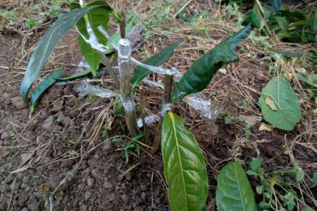 茶树嫁接方法技巧