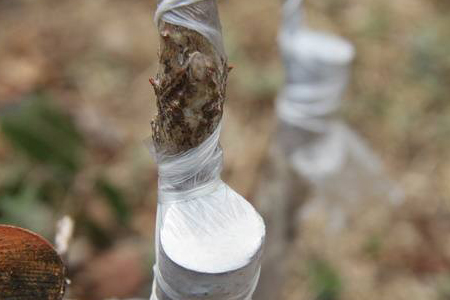 茶树嫁接方法技巧
