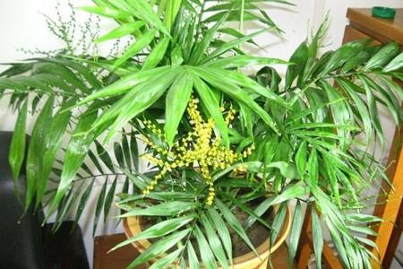 袖珍椰子的栽培方法技巧