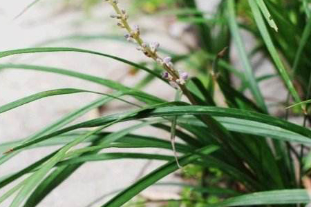 盆栽麦冬方法技巧