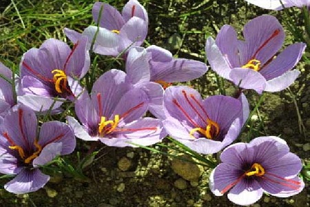 藏红花的养殖方法