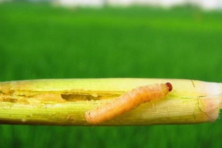 藏红花的养殖方法