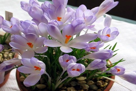 藏红花的养殖方法