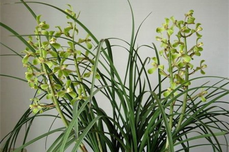 惠兰花春天怎么种植