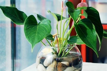 水培红掌春天怎么种植